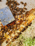Messner Bee Farm Milk & Honey Lotion - Wildflower Honey 8oz-Lange General Store